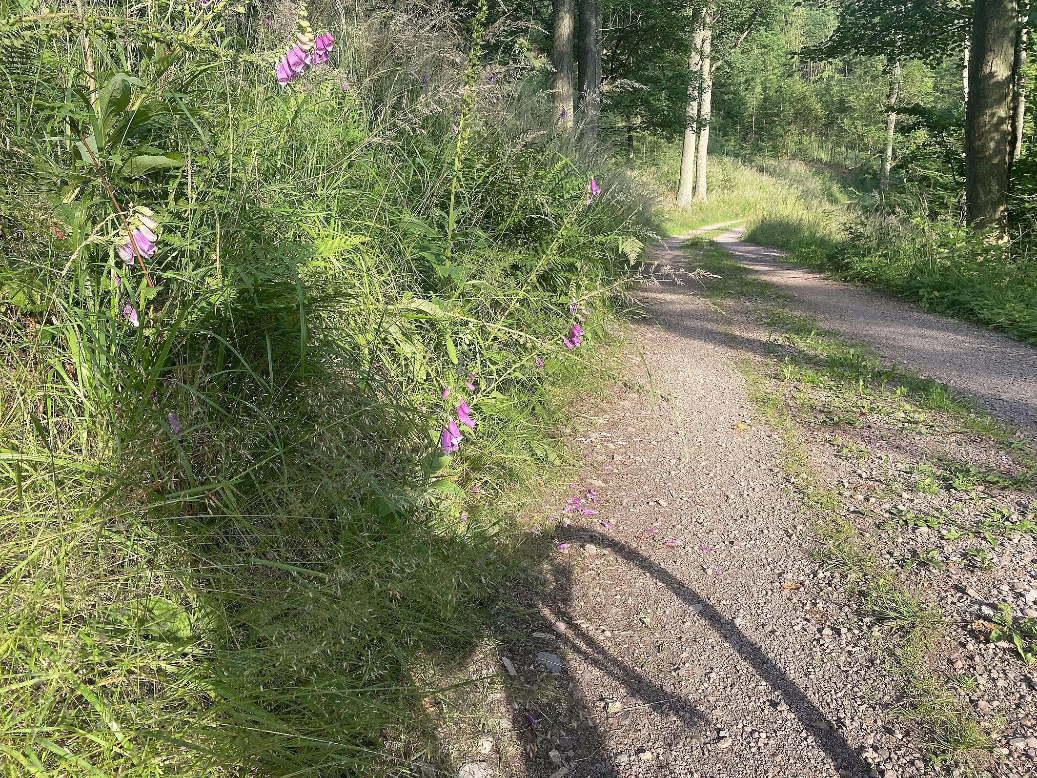 Cień rowerzysty na górskiej trasie,  fioletowe kwiaty na trawie