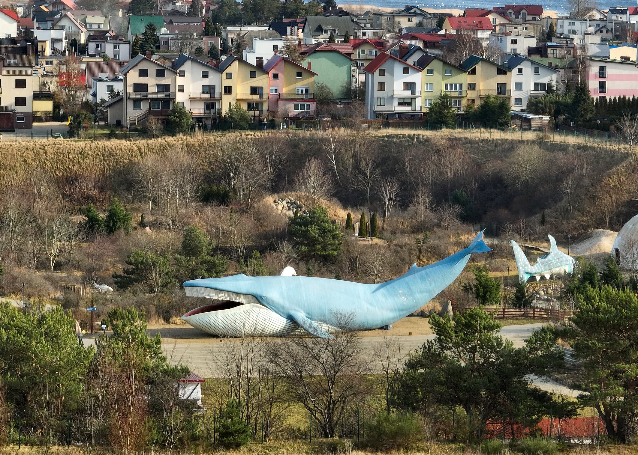 wieloryb z wladyslawowa