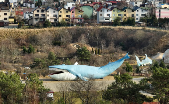 wieloryb z wladyslawowa