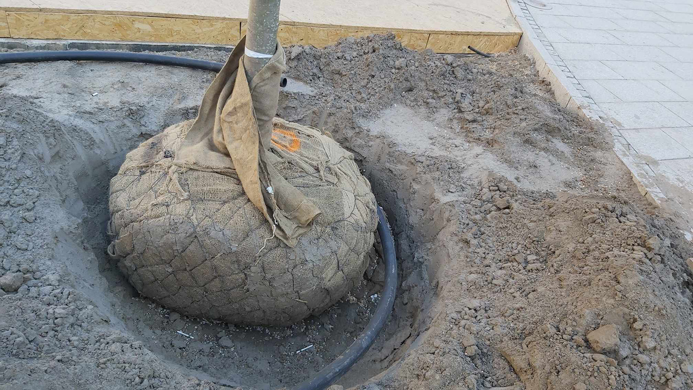 korzenie drzew owinięte w materiał umieszone w cemencie zamiast w ziemi