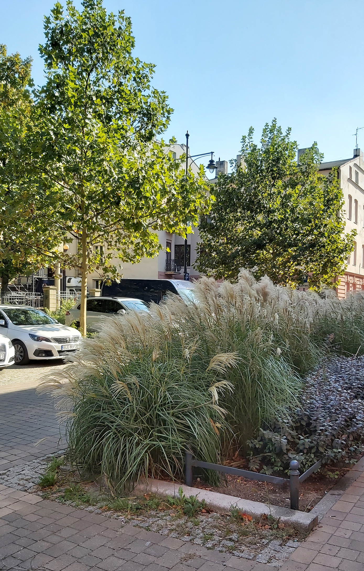 Skwer z dużą ilością zieleni przy jednej z łódzkich ulic
