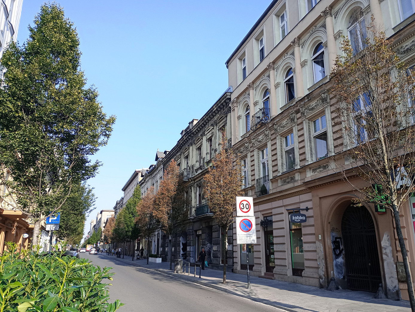 ulica, po prawej strony duże usychające drzewa 