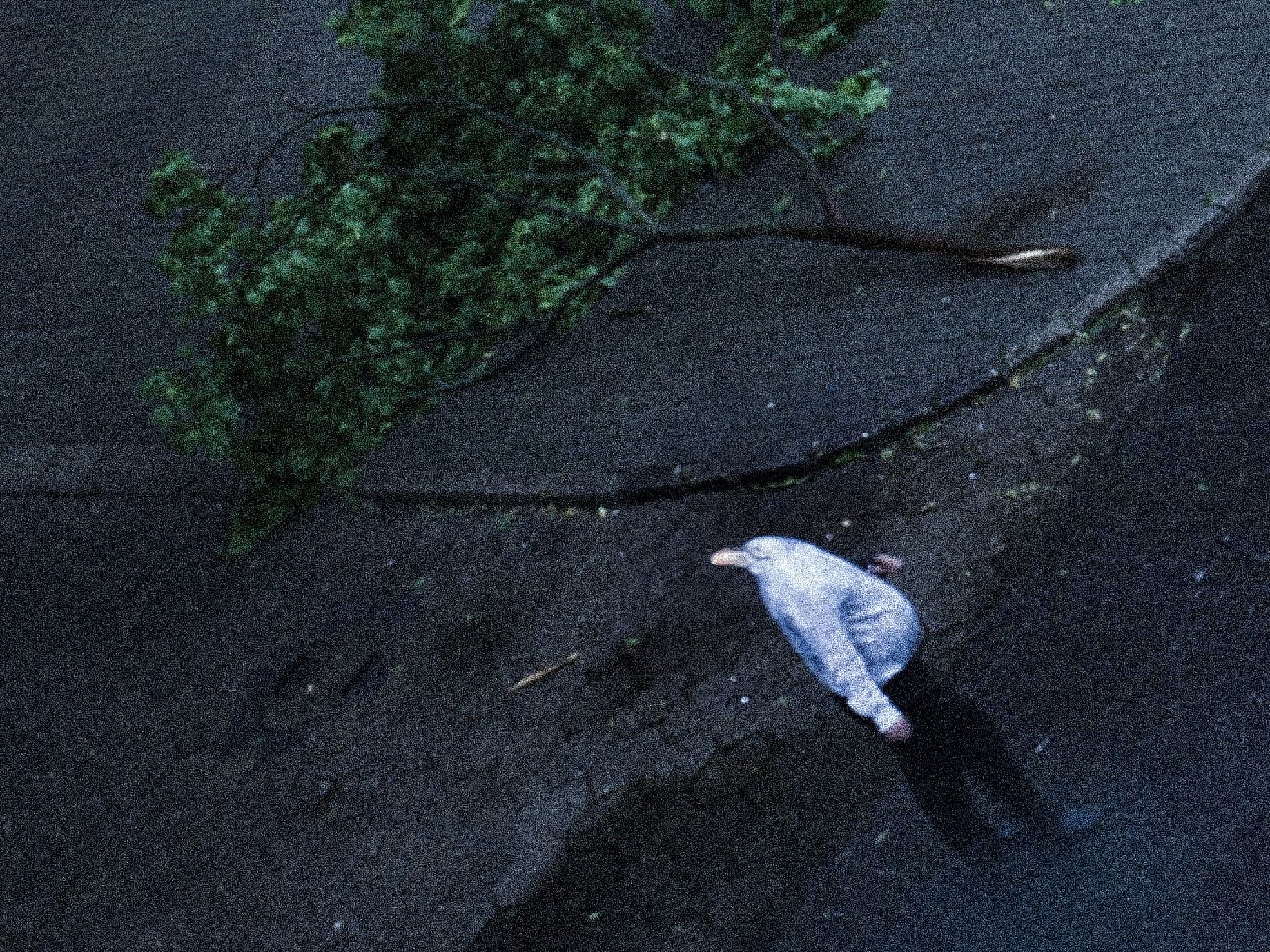 Zdjęcie przedstawia ptaka, prawdopodobnie mewę, widzianego z góry na ciemnym podłożu, obok powalonego drzewa